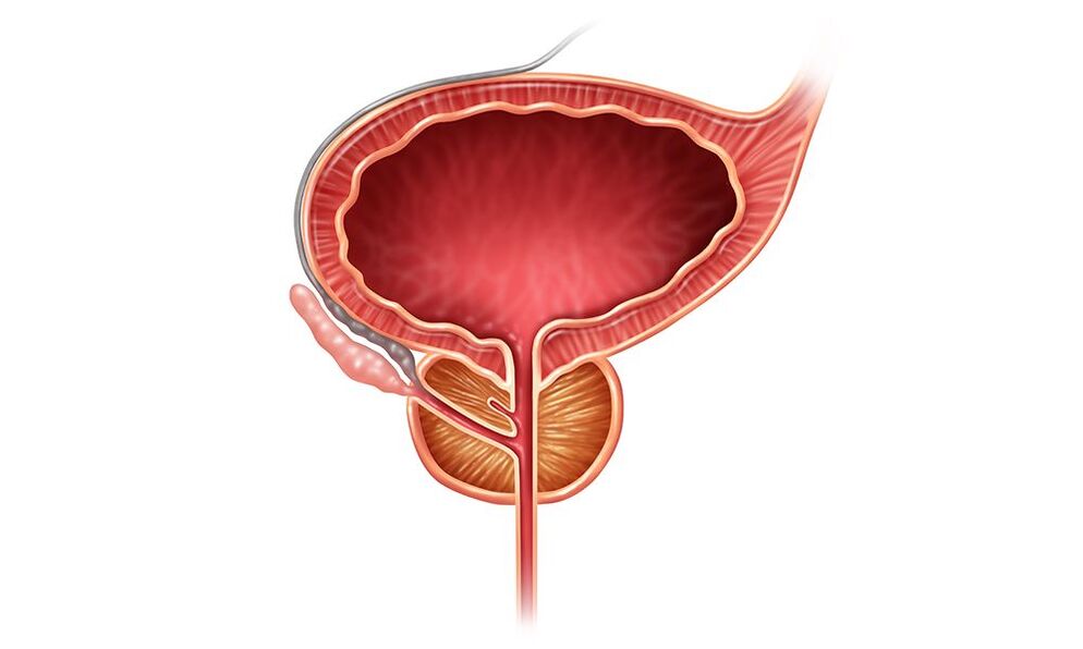 posizione della prostata negli uomini